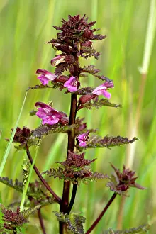 Lousewort: Marsh Lousewort - at Market Weston Fen