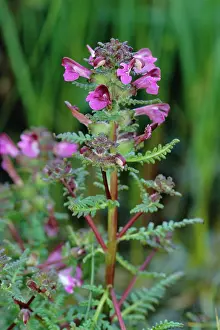 Lousewort: Marsh LOUSEWORT / Red Rattle