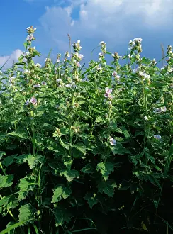 Mallows: Marsh Mallow