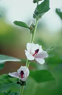 Officinalis: Marsh Mallow
