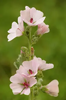 Mallows: Marsh Mallow - in flower