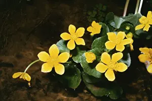 Marigolds: MARSH MARIGOLD