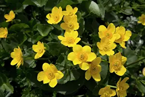 Marigolds: Marsh Marigold