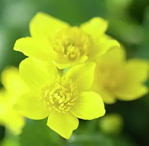 Caltha: Marsh marigold