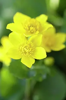 Caltha: Marsh marigold