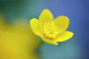 Marigold: Marsh Marigold