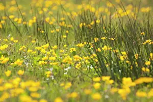 Marigold: Marsh Marigold