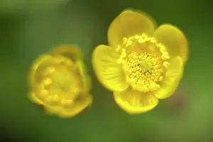 Marigold: Marsh Marigold