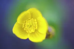 Marigold: Marsh Marigold