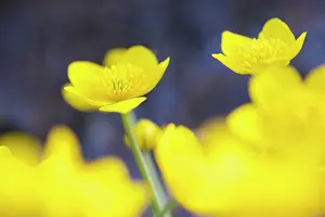 Marigold: Marsh Marigold