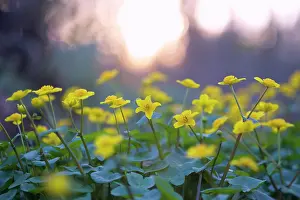 Marigold: Marsh Marigold