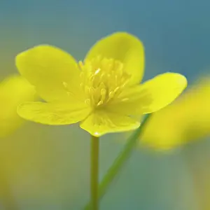 Marigold: Marsh marigold (Caltha palustris) in wet meadow