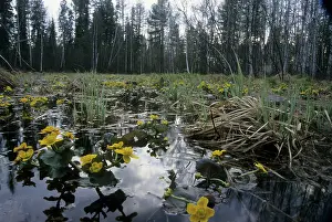 Marigolds: Marsh marigold / Kingcup - flowering in flooded