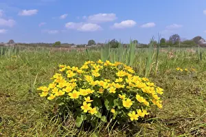 Marigold: Marsh Marigold, Kingcup - flowering - Germany