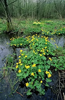 Marigolds: Marsh Marigold in marsh at spring