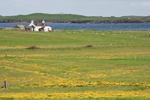 Marigolds: Marsh Marigolds