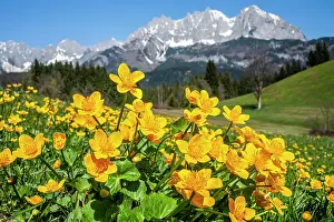 Marigold: Marsh marigolds (Caltha palustris) in front of mountains