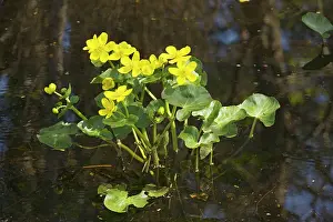 Marigolds: Marsh marigolds, or King-cups - flowering in water