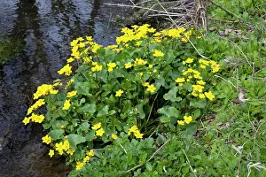 Marigolds: Marsh Marigolds / Kingcups - on stream bank