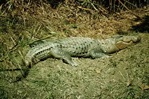Robert Mcdougal: Marsh Mugger Crocodile