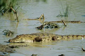 Mugger: Marsh Mugger Crocodile