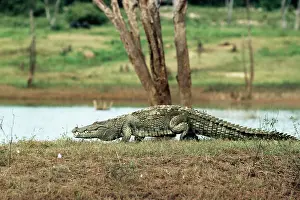 Mugger: Marsh Mugger Crocodile