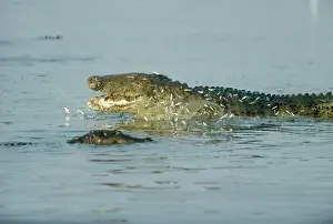 Mugger: Marsh Mugger Crocodile - feeding on small fishS