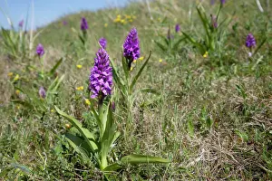 Praetermissa: Marsh Orchid - in sand dunes