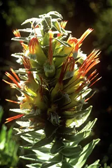 Pagodas: Marsh pagodaS- budding flowers