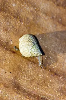 Periwinkle: Marsh Periwinkle