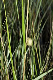 Periwinkle: Marsh Periwinkle