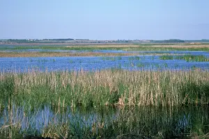 Stopover: Marsh pool, Cheyenne Bottoms, Kansas