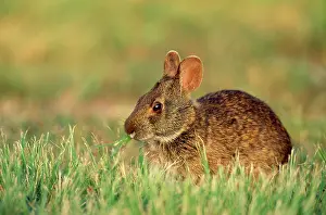 Sylvilagus: Marsh RABBIT