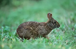 Geoff Trinder: MARSH RABBIT