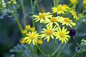 Senecio: Marsh Ragwort