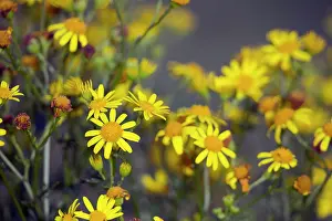 Aquaticus: Marsh Ragwort