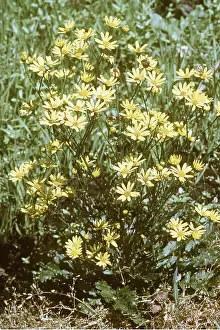 Ragwort: MARSH RAGWORT