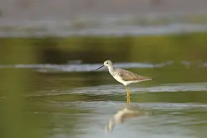 Riverine: Marsh Sandpiper