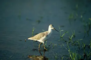 Including: Marsh SANDPIPER - Distribution Europe, Africa