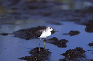 Chris Knights: MARSH SANDPIPER - wading