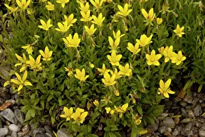 Saxifrage: Marsh saxifrage