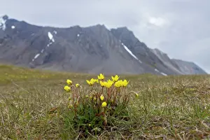 Saxifraga: Marsh Saxifrage