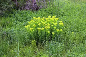 Spurges: Marsh spurge