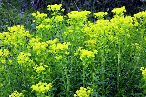 Spurges: Marsh spurge