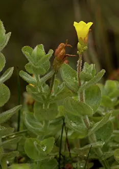 Johns: Marsh St. John's wort - after rain