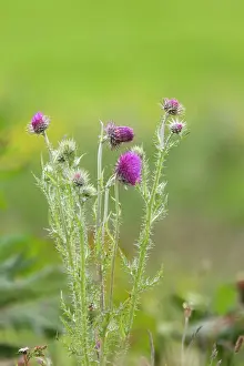 Palustre: Marsh Thistle