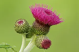 Thistle: Marsh Thistle (Cirsium palustre) flowering in c