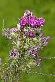 Thistle: Marsh Thistle - in flower