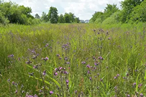 Thistles: Marsh Thistle - flowering