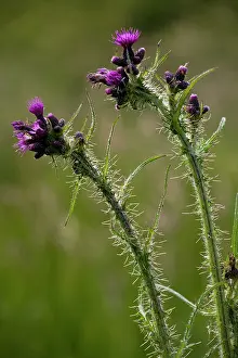 Cirsium: Marsh Thistle - against the light
